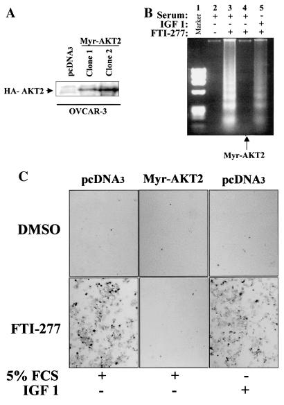 FIG. 7