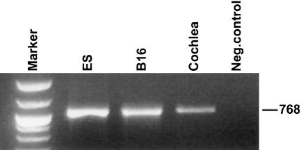 Figure  1