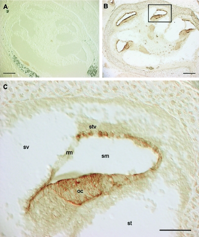 Figure  2