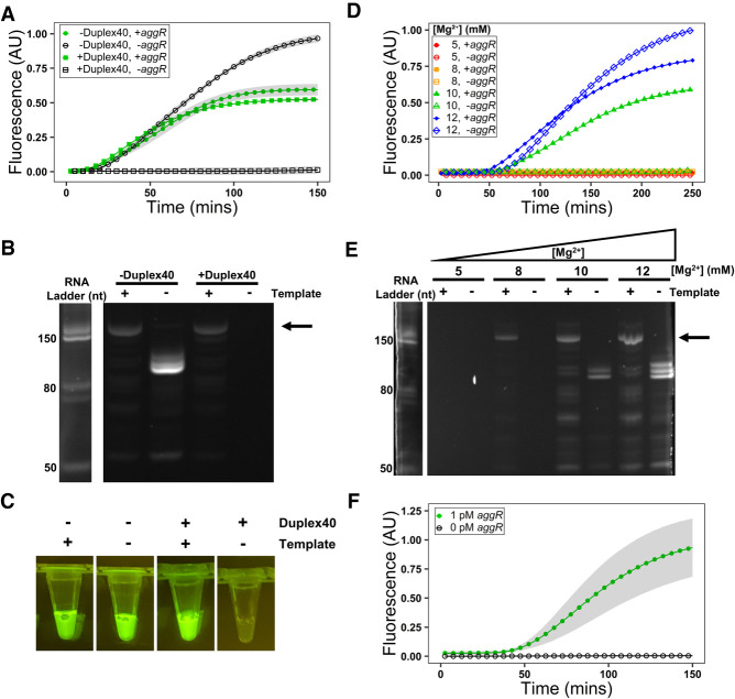 FIGURE 2.