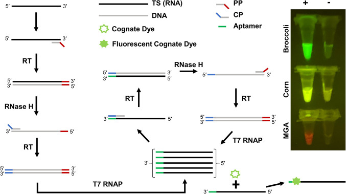 FIGURE 1.