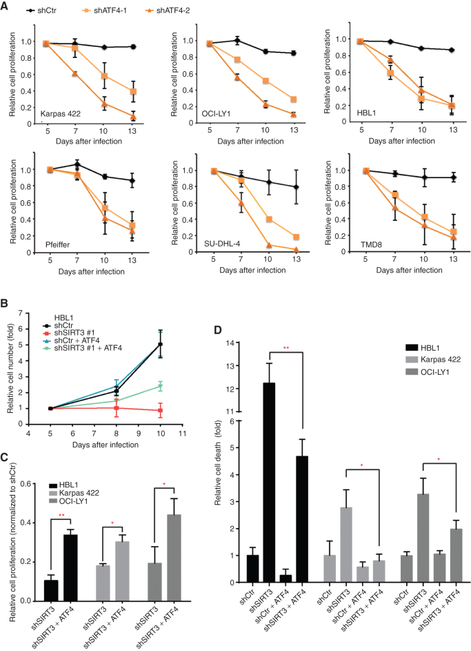 Figure 3. ATF4 is required in DLBCL cells and is partially responsible for SIRT3′s functions to promote DLBCL cell proliferation and survival. A, Effect of ATF4 knockdown on the proliferation of DLBCL cell lines. Each cell line was infected with lentivirus expressing control or ATF4 shRNAs and yellow fluorescent protein (YFP), and YFP+ viable (DAPI−) cells were monitored by flow cytometry for 8 days. B, FCs of cell numbers of HBL1 cells expressing control or SIRT3 shRNA with or without exogeneous ATF4. HBL1 cells were transduced with viral vectors containing shRNAs or genes as presented. Cell number changes were normalized to data of initial time point (day 3 after infection). C, Summarized results show the rescue effects of exogenous ATF4 to SIRT3 shRNA-induced cell proliferation inhibition in different DLBCL cells. The data were summarized from day 10 after infections and normalized to the cell numbers of their respective control shRNA–expressing cell. D, Effects of exogenous ATF4 on different DLBCL cells expressing control or SIRT3 shRNAs. Dead cells were stained with DAPI and quantified through flow cytometry. The relative cell death was calculated by normalizing the percentage of dead cells in control shRNA–expressing cells in respective cell lines. *, P < 0.05; **, P < 0.01. Error bars represent the mean ± SD of three or more replicates.