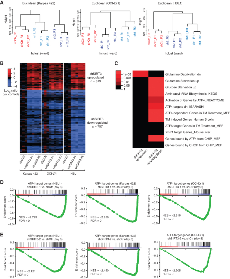 Figure 1. Knocking down SIRT3 caused ATF4 signaling inhibition but not HIF1a. A, Dendrograms from hierarchical clustering of RNA-seq data from three DLBCL cells lines transduced with lentiviruses containing control (scramble) or two SIRT3 shRNAs. B, Heatmap showing differential expression in SIRT3 knockdown cells versus control (FC > 1.5, q < 0.05). C, Heatmap showing enrichment of SIRT3 knockdown signatures within key pathways. CHIP, chromatin immunoprecipitation; CHOP, C/EBP homologous protein; dn, down; KEGG, Kyoto Encyclopedia of Genes and Genomes; MEF, mouse embryonic fibroblast; TM, tunicamycin. D, GSEA (51, 52) showing the enrichment of ATF4 target genes in SIRT3-downregulated genes in Karpas 422, OCI-LY1, and HBL1 cells with SIRT3 sh1 versus control scramble shRNAs. The rank lists were from RNA-seq analysis from B. ATF4 target genes were summarized from previous publications (17, 18). E, GSEA (51, 52) showing the enrichment of ATF4 target genes in SIRT3-downregulated genes in Karpas 422, OCI-LY1, and HBL1 cells with SIRT3 sh2 versus control scramble shRNAs. The rank lists were from RNA-seq analysis from B. The same ATF4 target gene list was used here as in D.