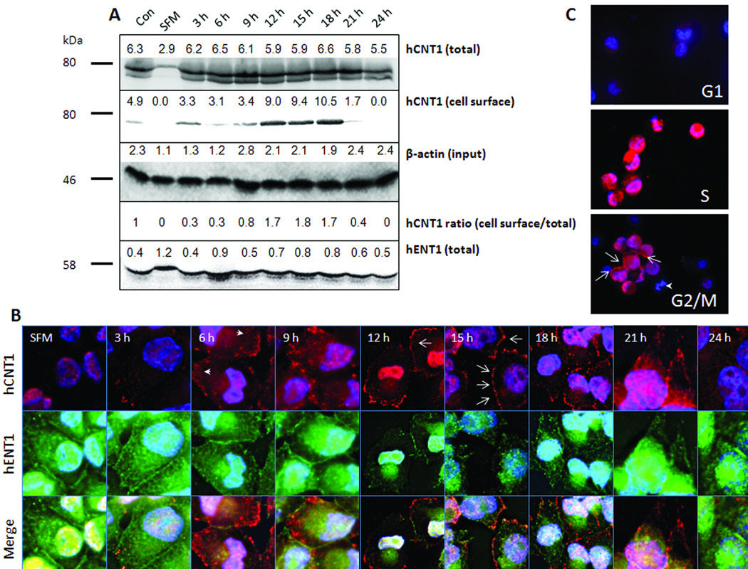 Figure 4