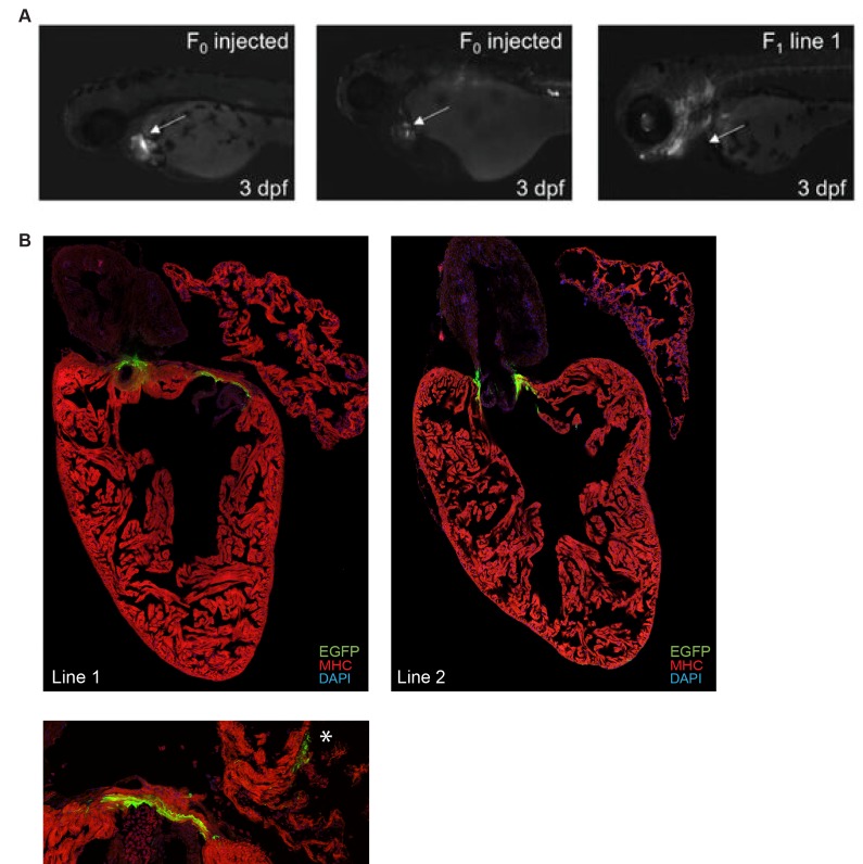 Figure 4—figure supplement 2.