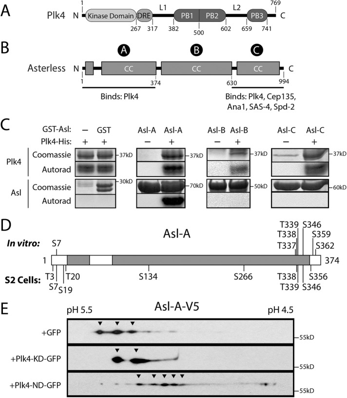 FIGURE 1: