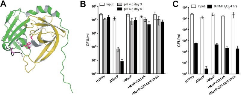 FIGURE 7.