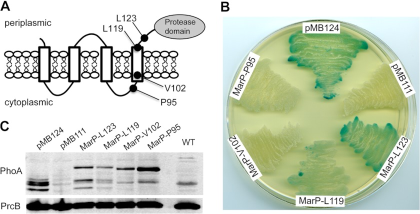 FIGURE 1.