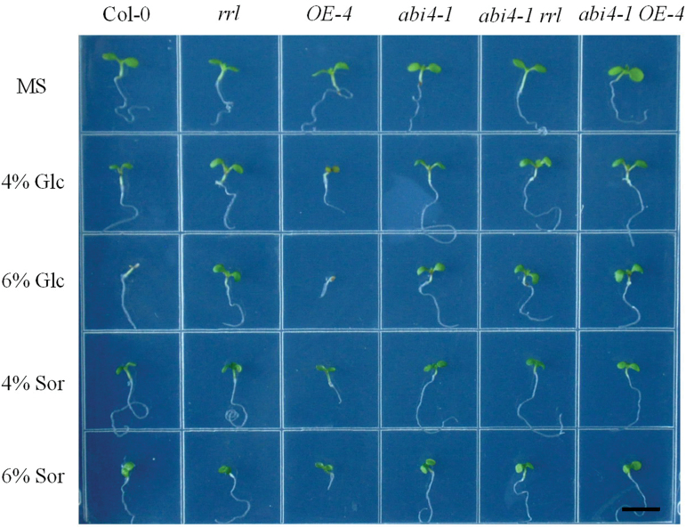 Fig. 8.