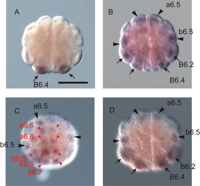 Fig 4