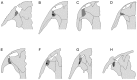 Fig 10