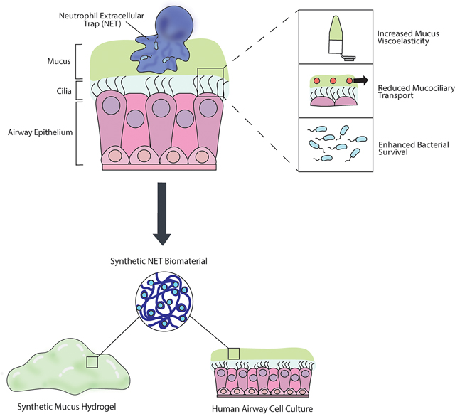 graphic file with name nihms-1932631-f0007.jpg