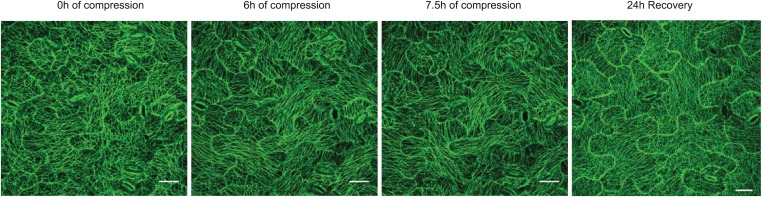 Figure 3—figure supplement 2.