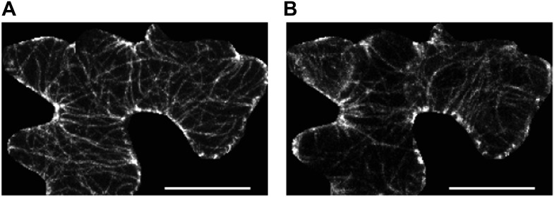 Figure 1—figure supplement 3.