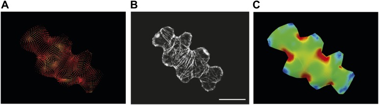 Figure 2—figure supplement 1.