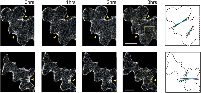 Figure 1—figure supplement 1.