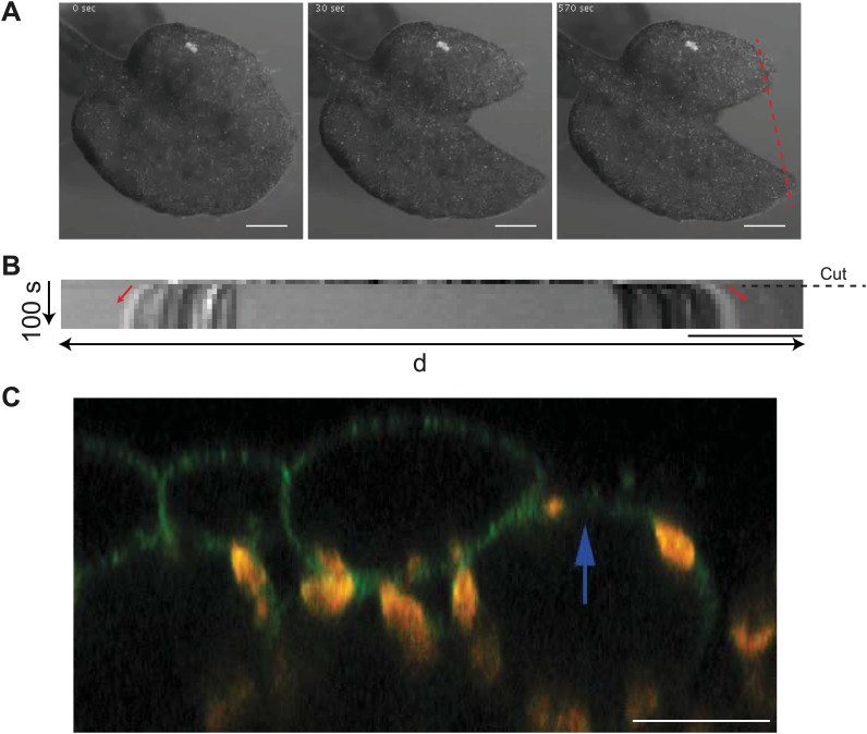 Figure 3—figure supplement 3.