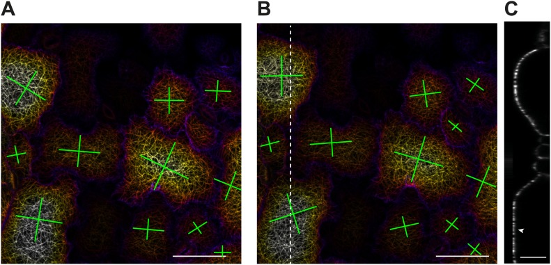 Figure 3—figure supplement 4.