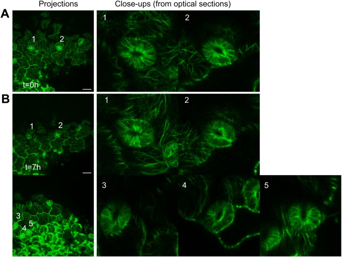 Figure 4—figure supplement 1.