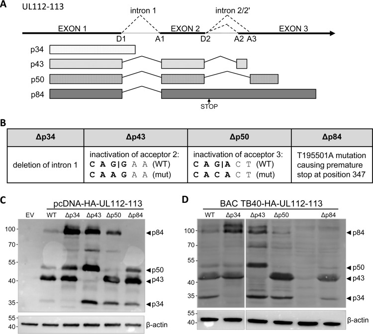 FIG 1