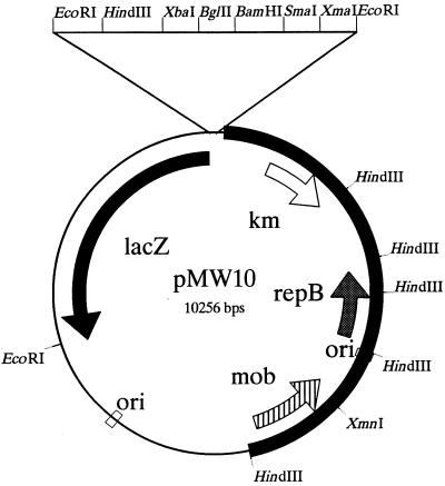 FIG. 1