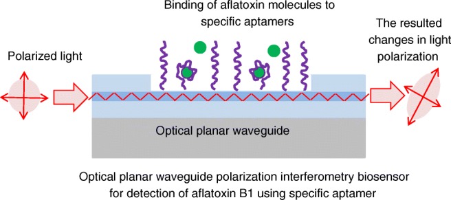 Graphical abstract