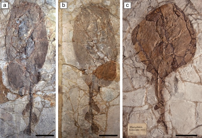 Fig. 12