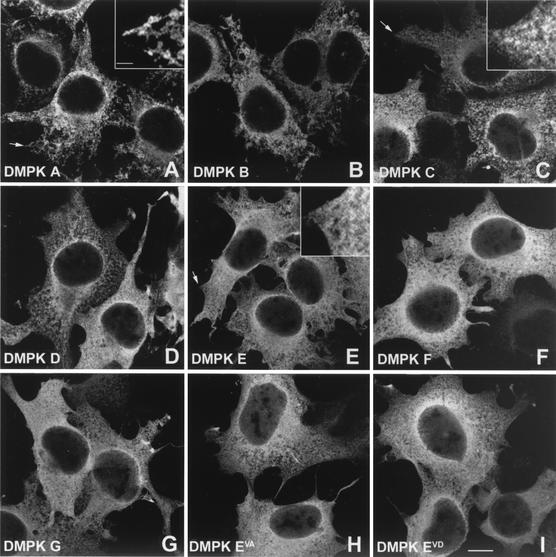 FIG. 5.