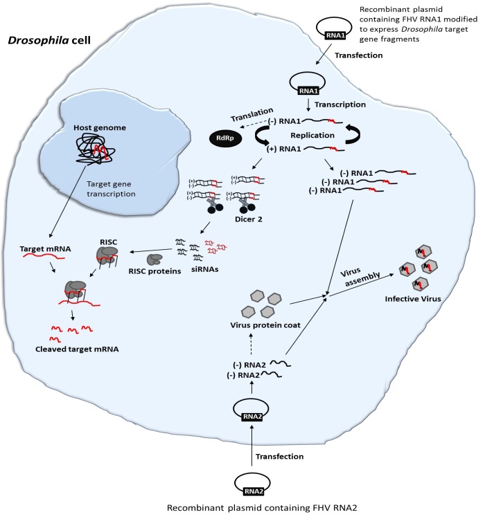 FIGURE 1