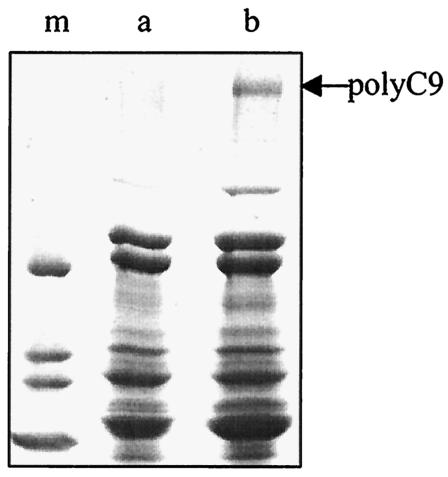 FIG. 7.