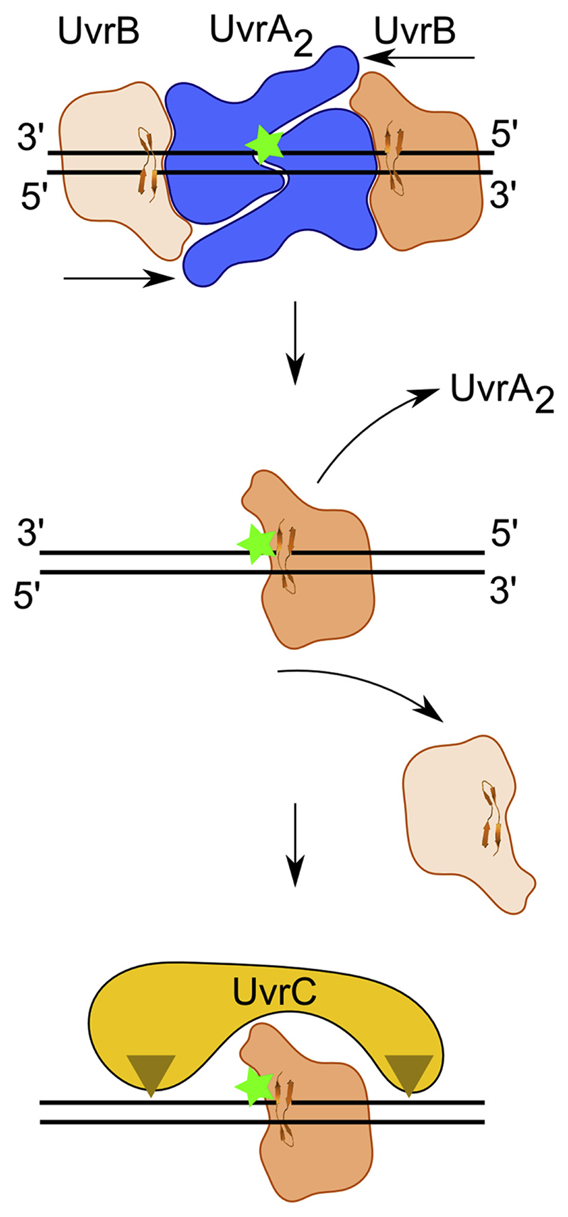 Fig. 3