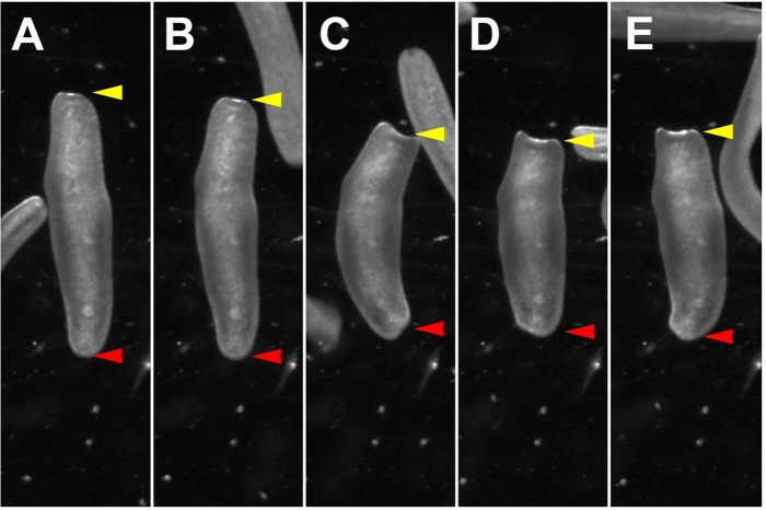 Fig. 4.