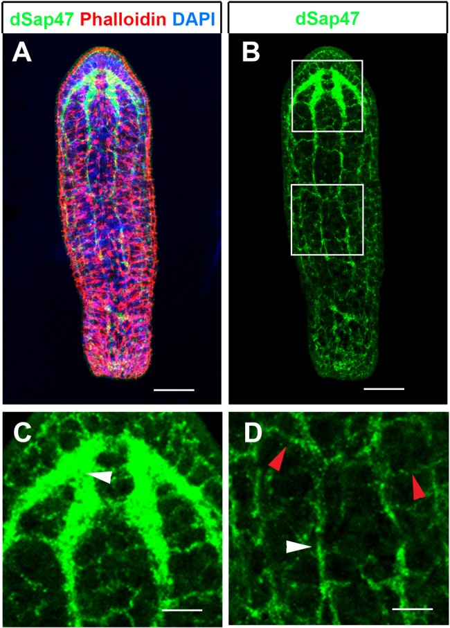 Fig. 1.