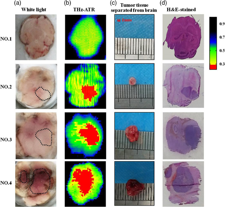 Fig. 6