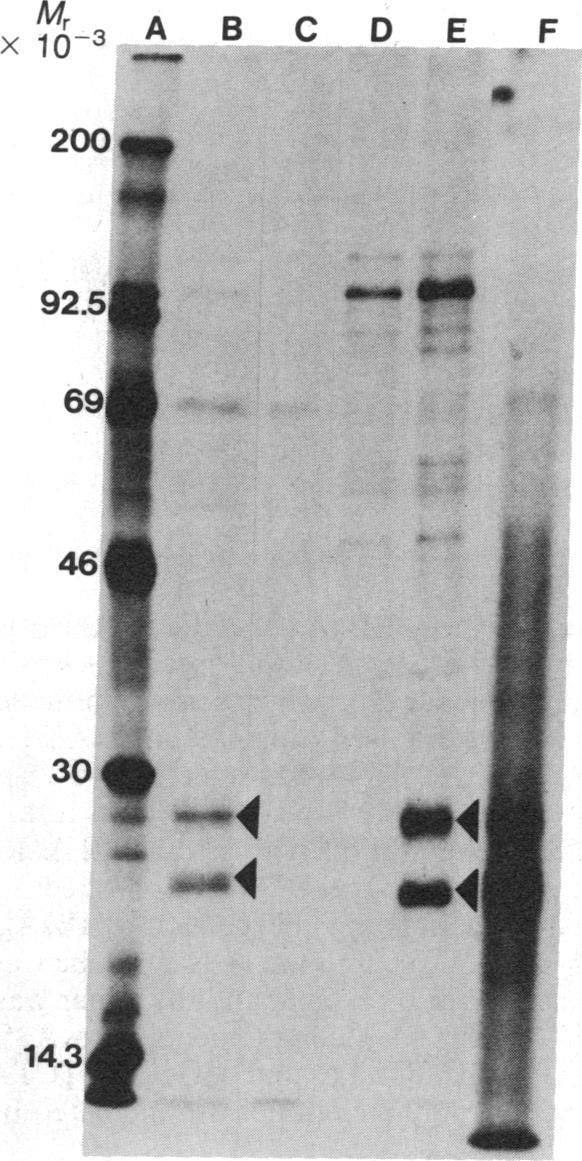 graphic file with name pnas00362-0097-a.jpg