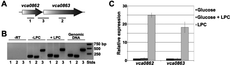 FIG 2 