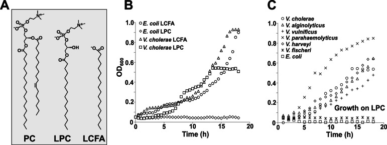 FIG 1 