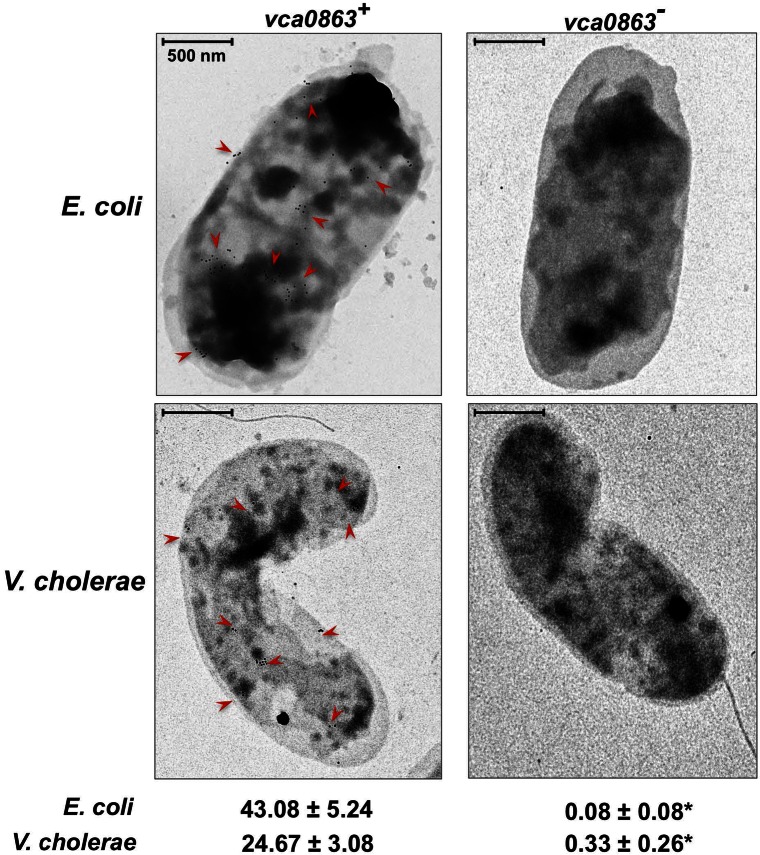 FIG 6 