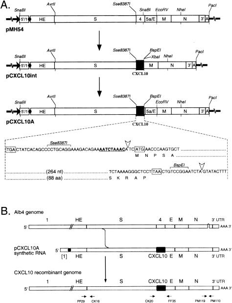 FIG. 1.