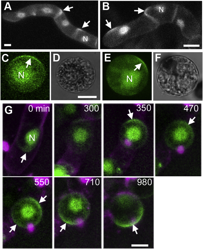 Figure 3