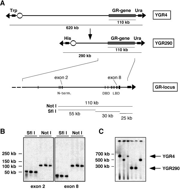 FIG. 1