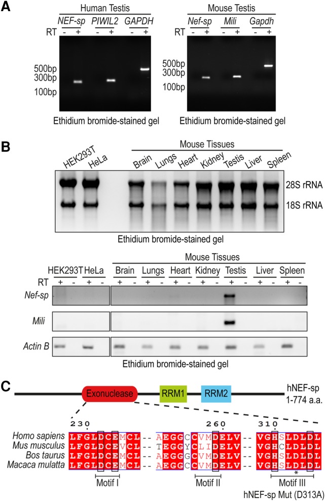 FIGURE 1.