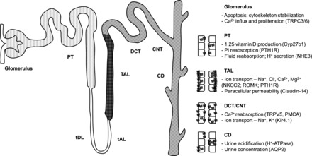 Fig. 12.