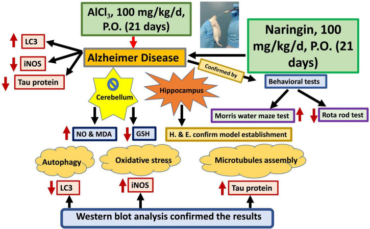 FIGURE 11