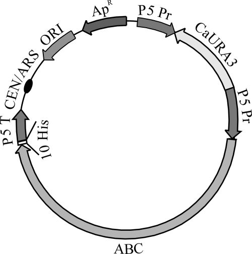 FIG. 1.