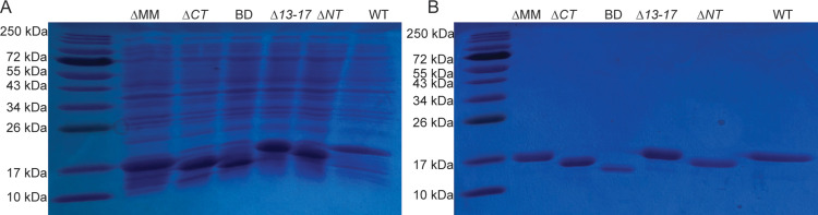 Figure 2—figure supplement 2.