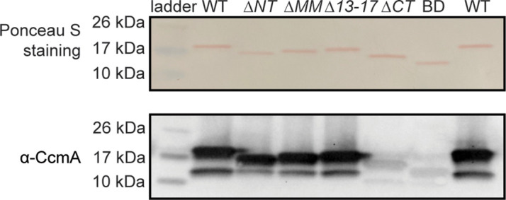 Figure 2—figure supplement 1.