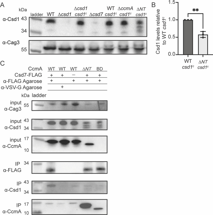 Figure 6.