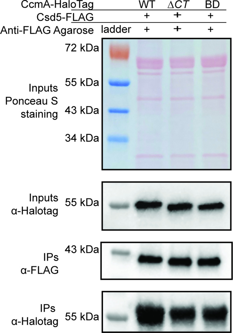 Figure 5—figure supplement 1.