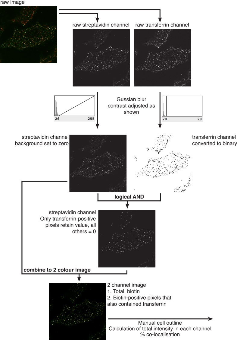 Figure 2—figure supplement 3.